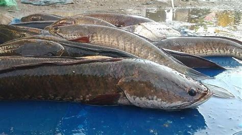 2d ikan gabus Albucare Ekstrak Ikan Gabus adalah suplemen kapsul yang mengandung ekstrak minyak ikan gabus